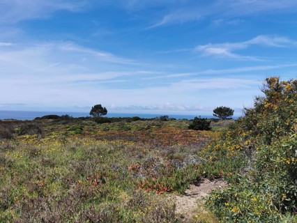 Extensive meadow landscape with colorful wildflowers and blue sky, natural surroundings, hiking on
