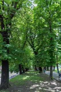 Chestnut Avenue (Castanea), Lviv, Ukraine