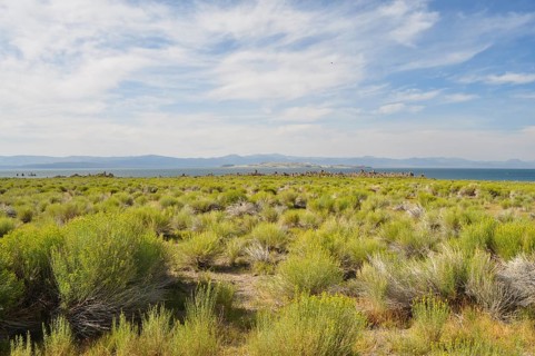 An expansive landscape with yellow rabbitbrush (Chrysothamnus vicidiflorus), a blue sky and