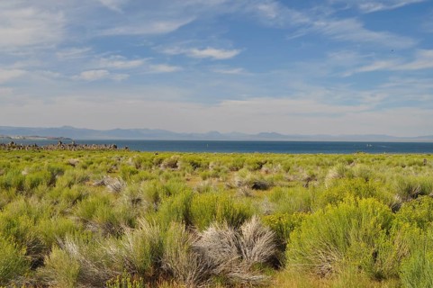 A hilly riparian landscape with shrubs, yellow rabbitbrush (Chrysothamnus vicidiflorus), a lake,