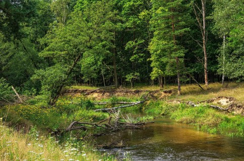 The Pulsnitz river in a picturesque landscape in the Königsbrücker Heide Nature Reserve, former