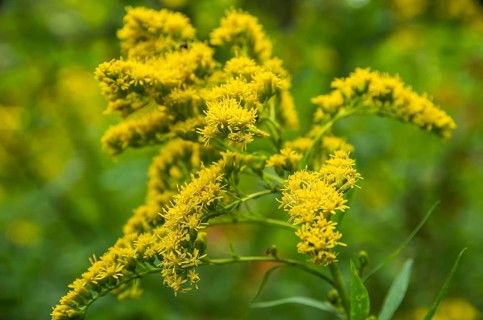 The giant goldenrod, Solidago gigantea, a neophyte from North America, has become native to the