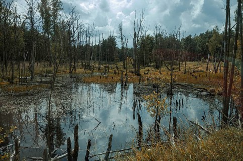 Pristine swamp area in the Königsbrücker Heide Nature Reserve, former Soviet Army training area,