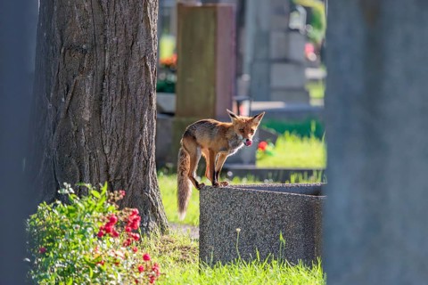 A mature red fox (Vulpes vulpes) stands on the edge of a water basin in a cemetery on a sunny day