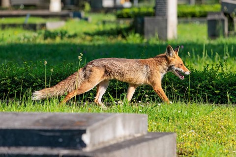 A mature red fox (Vulpes vulpes) runs across green grass between graves in a cemetery on a sunny