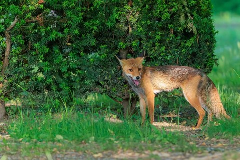 A mature red fox (Vulpes vulpes) stands next to a hedge in a cemetery on a sunny day. Vienna,