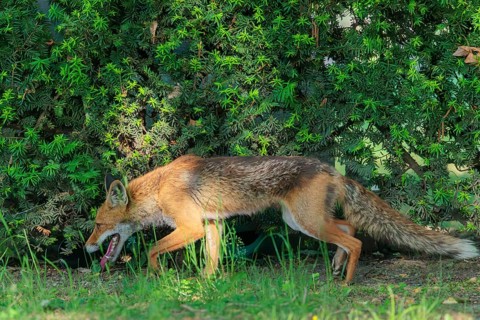 A mature red fox (Vulpes vulpes) runs along a hedge in a cemetery on a sunny day. Vienna, Austria