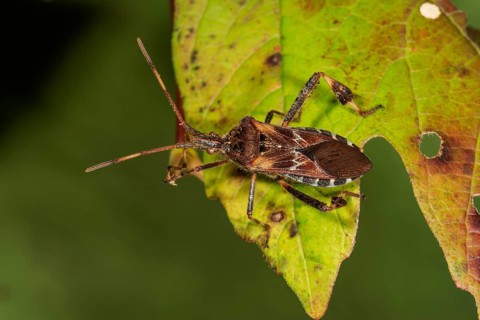 An American cone bug (Leptoglossus occidentalis) crawling on a green, holey leaf,