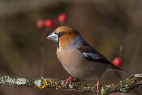 Male hawfinch (Coccothraustes coccothraustes) on a branch with a background of rose hips,