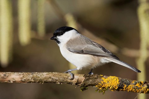 Marsh tit (Parus palustris) standing on a branch with yellow moss in a near-natural environment,