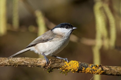 Marsh tit (Parus palustris) sitting on a branch with yellow moss in nature, Baden-Württemberg,
