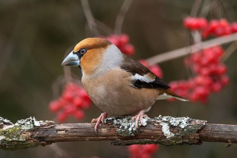 A male hawfinch (Coccothraustes coccothraustes) sitting on a branch with red berries of the common