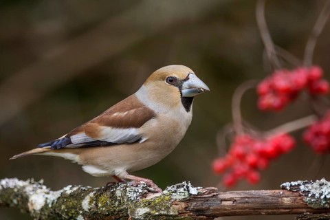 Female hawfinch (Coccothraustes coccothraustes) sitting on a branch, red berries of the common
