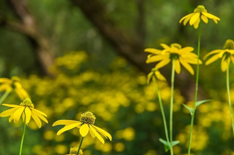 Wild yellow coneflower, echinacea, in a nature reserve, Königsbrücker Heide, Saxony, Germany