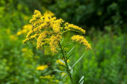 Wild-growing giant goldenrod, Solidago gigantea, as a neophyte from North America in a nature