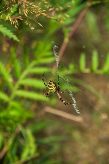 Specimen of the wasp spider, Argiope brünnichi, in a nature reserve, Königsbrücker Heide, Saxony,