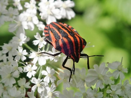 Red and black striped beetle, striped bug (Graphosoma italicum), sitting on a white flower in
