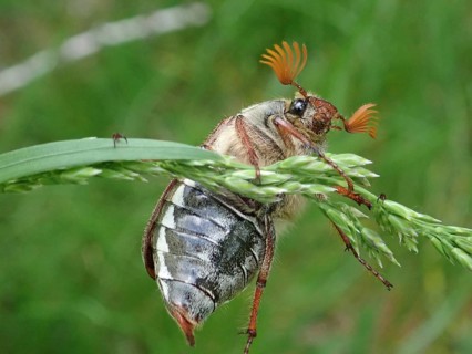 Beetle, common cockchafer (Melolontha melolontha), exploring a blade of grass in a natural