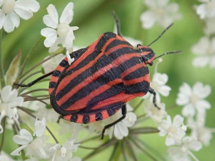 Detailed close-up of a stripe bug (Graphosoma italicum) on white petals in a natural environment,