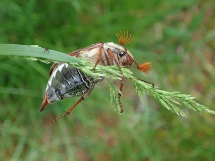 Macro photograph of a beetle, common cockchafer (Melolontha melolontha), on a blade of grass,