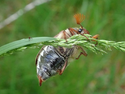 A beetle, common cockchafer (Melolontha melolontha), clinging to a blade of grass surrounded by