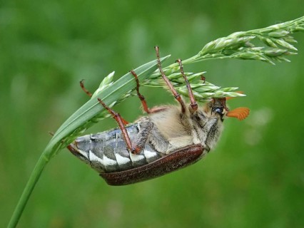 Detailed macro photograph of a beetle, common cockchafer (Melolontha melolontha), balancing on a