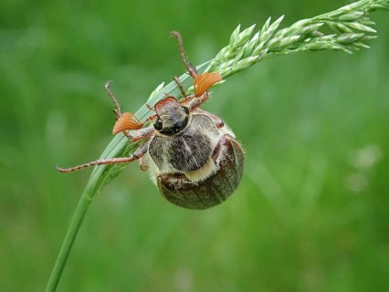 A common cockchafer (Melolontha melolontha) clinging to a blade of grass, surrounded by green