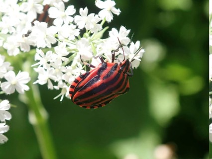 Close-up of a red and black striped beetle, stripe bug (Graphosoma italicum), on white flowers in