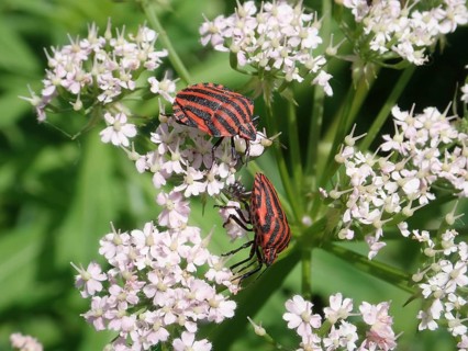 Two beetles, stripe bug (Graphosoma italicum), on pale pink flowers in a detailed view of the flora