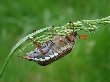 A beetle, common cockchafer (Melolontha melolontha), balancing on a bent blade of grass in a