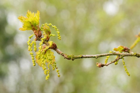 Branch of a pedunculate oak (Quercus pedunculata), also known as summer oak or German oak (Quercus
