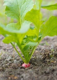 Radish (Raphanus sativus var. sativus), also known as radish, variety of garden radish, useful