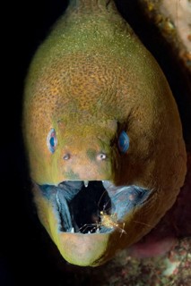 Underwater photo close-up symbiosis symbiotic behaviour in coral reef of predatory fish Giant Moray