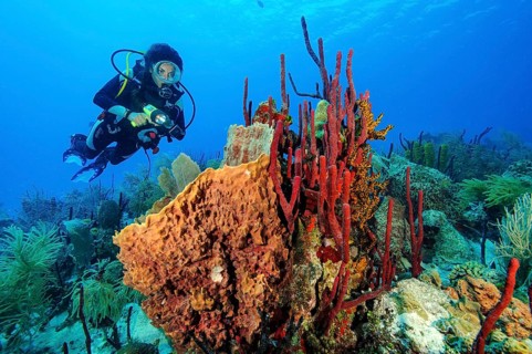 Underwater photo of diver looking at illuminated colony of marine sponges sponge species sponges in