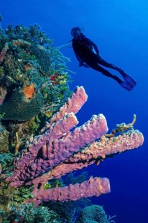 Underwater photo of colony of stovepipe sponge (Aplysina archeri) tube sponge in Caribbean diving