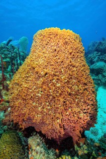 Giant Barrel Sponge (Xestospongia muta) Barrel sponge growing in Caribbean coral reef, Caribbean,
