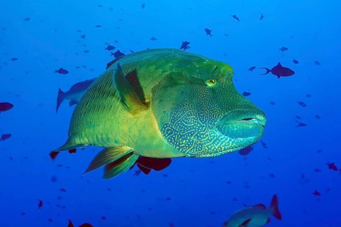 Underwater photo of Napoleon Wrasse (Cheilinus undulatus), Pacific Ocean, Caroline Islands,