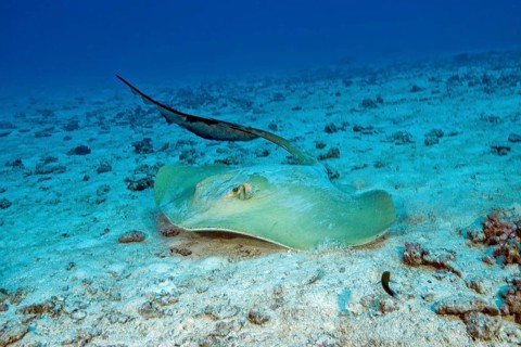 Underwater photo dynamic photo of feather-tailed stingray (Pastinachus sephen) stingray species