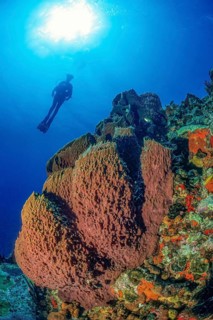 Underwater photo of colony of Brown tube sponge (Agelas conifera) in Caribbean diving area Diving
