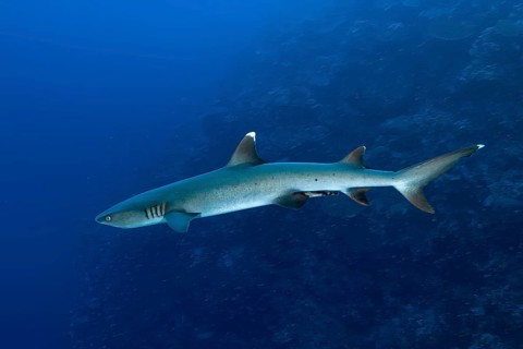 Underwater photo of adult whitetip reef shark (Triaenodon obesus) predator swimming in front of