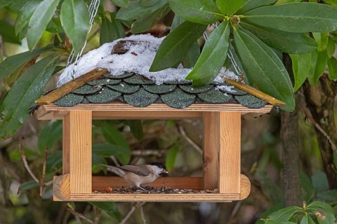 Willow Tit (Poecile montanus), in feeder, Sieversen, Rosengarten, Lower Saxony, Germany