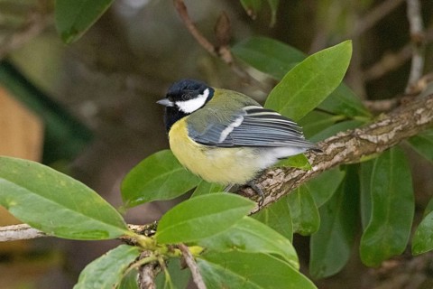 Great Tit (Parus major), Sieversen, Rosengarten, Lower Saxony, Germany