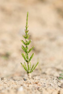 Young shoot of field horsetail (Equisetum arvense), also known as field horsetail, tinweed, field