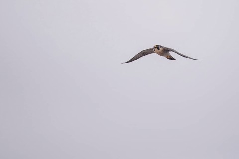 Free-living peregrine falcon (Falco peregrinus) in flight, Buenos Aires, Argentina