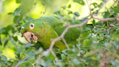 Portrait of a free-living baboon parakeet (Psittacara leucophthalmus) feeding in a tree, Buenos