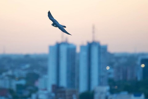 Free-living peregrine falcon (Falco peregrinus) in flight over the city, Buenos Aires, Argentina