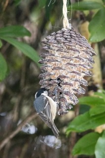 Fir tit (Periparus ater) eating fat food, Sieversen, Rosengarten, Lower Saxony, Germany