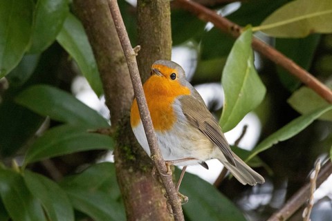 European robin (Erithacus rubecula), Sieversen, Rosengarten, Lower Saxony, Germany