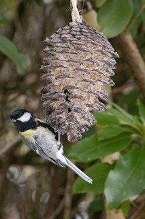 Great tit (Parus major) eating fat food, Sieversen, Rosengarten, Lower Saxony, Germany