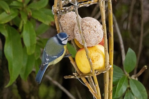 Blue tit (Cyanistes caeruleus) eating tit dumplings, Sieversen, Rosengarten, Lower Saxony, Germany